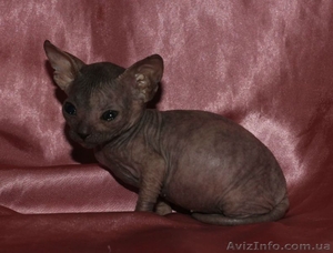 донской сфинкс девочка #884648