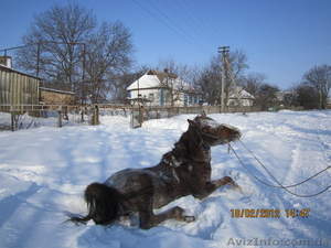 Продам лошадку очень хорошая. послушная.. не против детишек. #874655