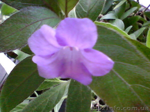Продам Ruellia caroliniensis #877992