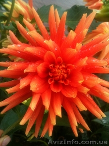 Георгины игольчатые разные #889971