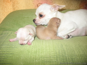 Щенки породы чихуа-хуа.  #882621