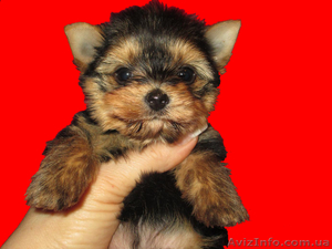 очаровательная девочка #888221