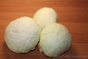 Білокачанна капуста Анкома оптом з холодильника #879961