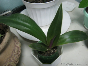 Рео (Rhoeo) дёшево! #889969