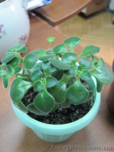 Аихризон или Дерево любви,  счастья и благополучия! #889979