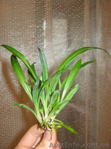 Детки Хлорофитума-Зеленого и Полосатого #889973