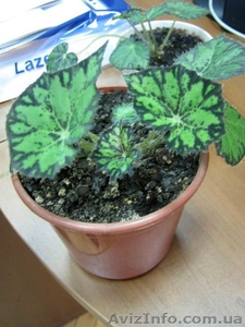 Бегония тигровая (Begonia tiger) #889977