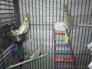 Птенцы Кореллы (Киев,  Позняки) #877654