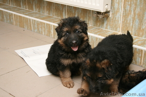 Купили щенка - приобрели верного друга и надежного защитника #891723