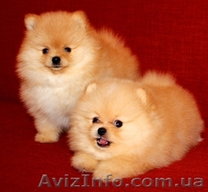 Померанский шпиц - золотой щенок для вас #889679
