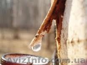 Сок березовый,  сік березовий . сок берёзовый #874631