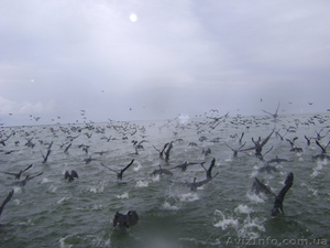 Маёвка на Кинбурне #878522