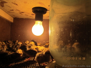 перепёлки продам #876522