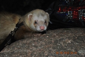 приглашаем дам на вязку #890660