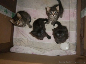 Очаровательны кот мэйн-кун,  2 мес. Очень крупны,  игривы,  ласковый.  #873226