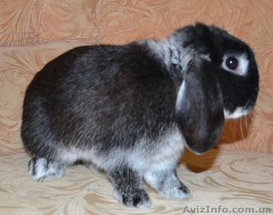 Продам ВИСЛОУХОГО КРОЛИКА! #887639