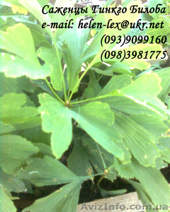 саженцы Гинкго Билоба #755144