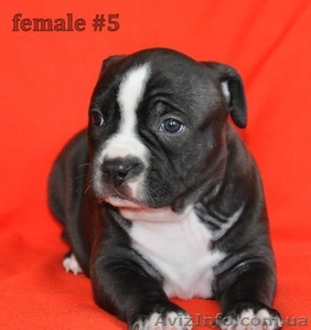 Продается щенок американского стаффордширского терьера из питомника 