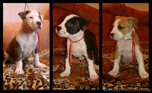  Продаются щенки  Cтаффордширского  терьера #877174