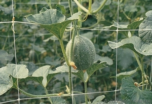 Огуречная сетка #880126