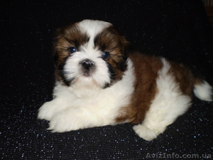 Щеночки ши-тцу с документами КСУ #876530