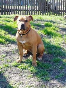 Щенок стафф терьера #889041