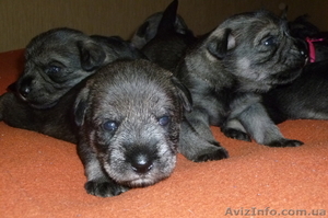 Яркие щенки миттельшнауцера #874359