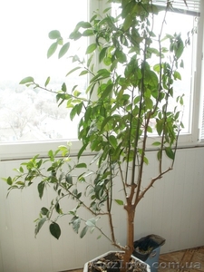 Апельсиновое дерево #877075