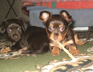 Той-терьера длинношерстного щенки #883236