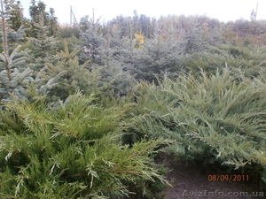 Могилевский питомник декоративных растений #874091