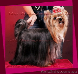 Настоящие йорки. Щенки. Реальные цены. #873847