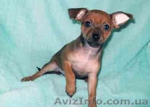 Той-терьера   щенки #799807