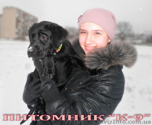 Щенки лабрадора ретривера от Чемпиона #877486