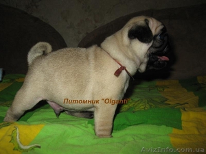 Мопс, перспективные палевые щенки КСУ #886540