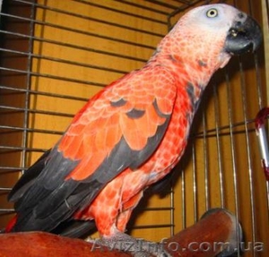 Жако Алохвостый ручные птенцы выкормыши купить можно у нас  #879220