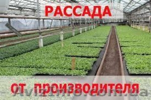Рассада сладкого перца,  баклажанов,  помидоров  #565173