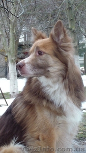 Віддам в добрі руки собаку!!! #877939