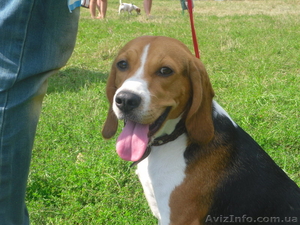 Высокопородные щенки Бигля!!! #891746