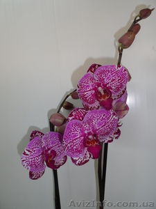 Фаленопсис(2 цветоноса) #874658