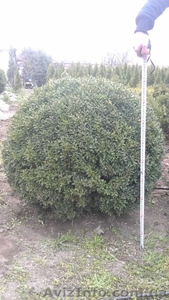 Туя западная