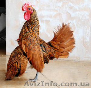 Кохинхин ,  брама,  орпингтон,  шелковая китайская,  сибрайт и др. #877768