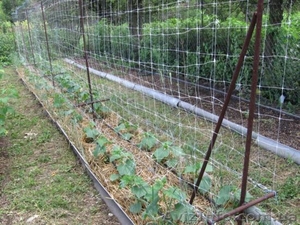 Огуречная сетка шпалерная 1, 7х10м  #875938