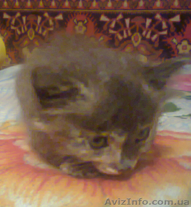 Пушистый котёнок в хорошие руки #887265