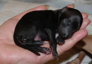 Левретка щенки купить #879114