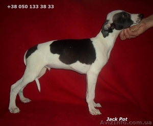 Уиппет. Щенки,  Малая Борзая #879116