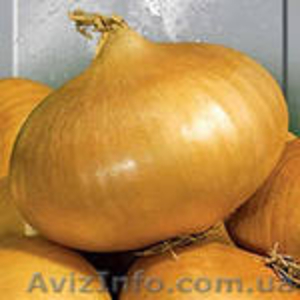 семена чернушки лука штудгартен #873479