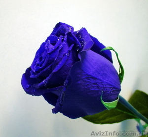 Роза FLORICH, не вянет 5 лет.ОПТ И РОЗНИЦА #884142