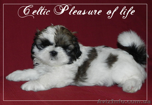 щенки ши тцу!!!! #881924