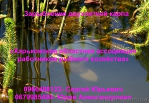 Зарыбление двухлеткой карпа #874920