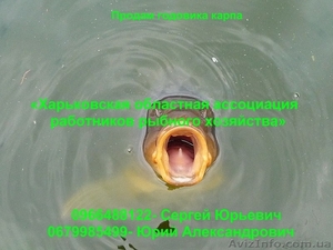 Продам годовика карпа #881045